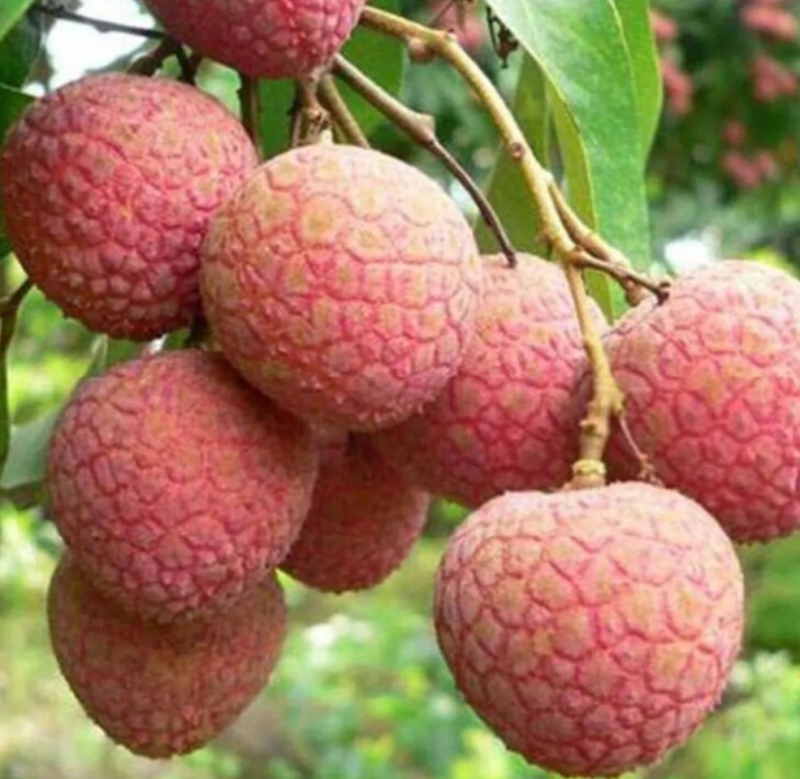 黑叶荔枝