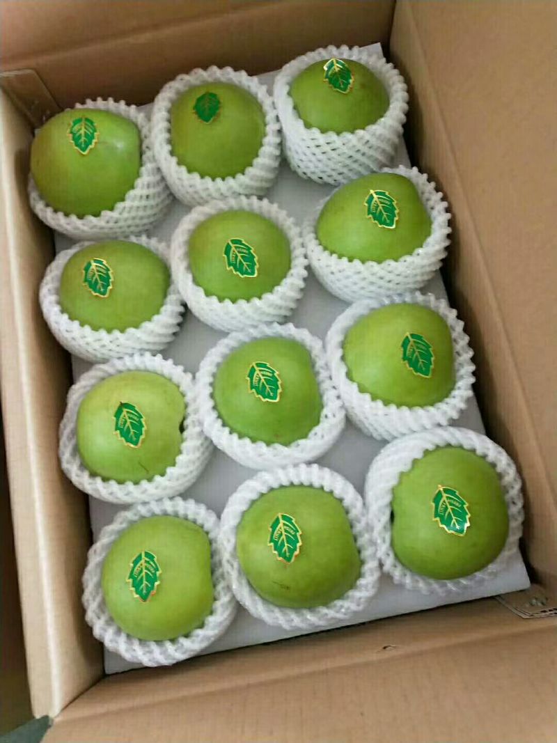 酥脆一号梨砀山早熟酥脆518青皮梨商超电商供货代发
