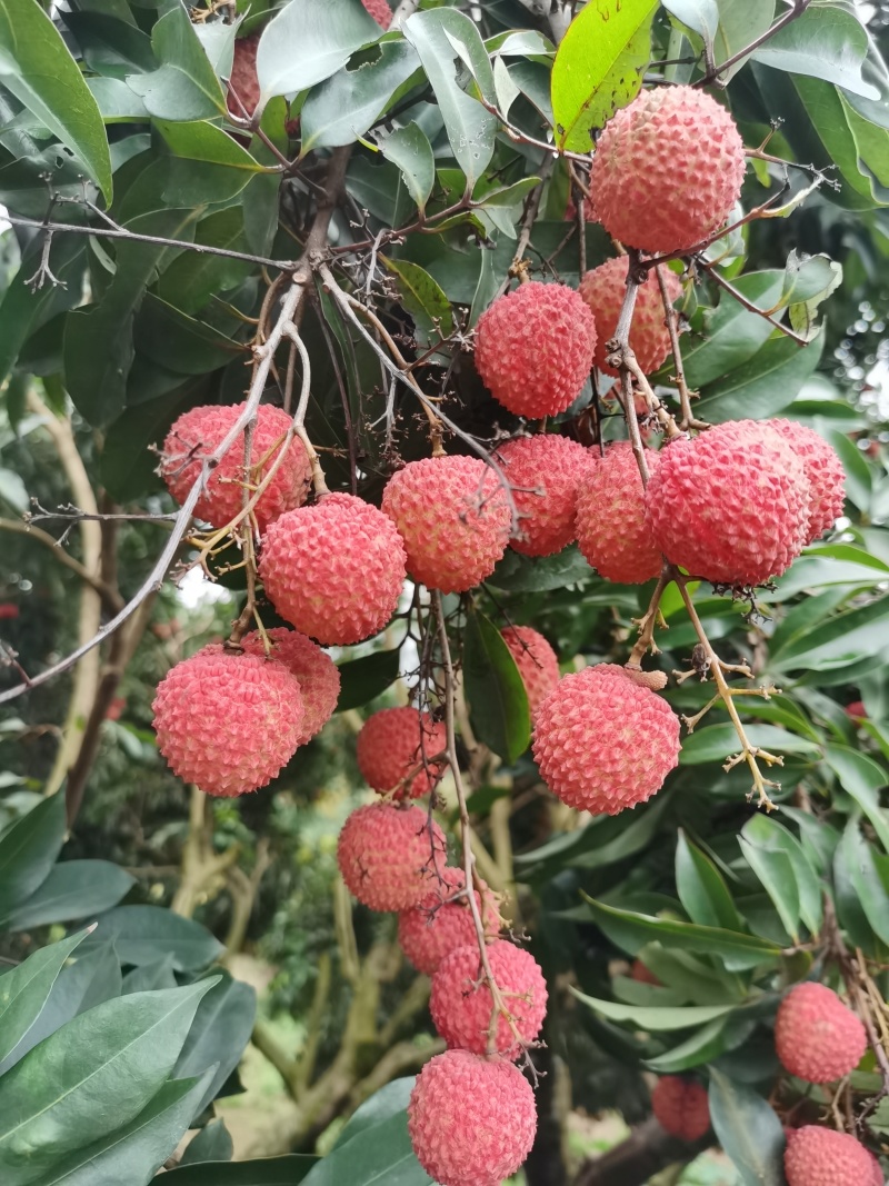 广西灵山桂味荔枝批发全国商超公司礼盒一件代发