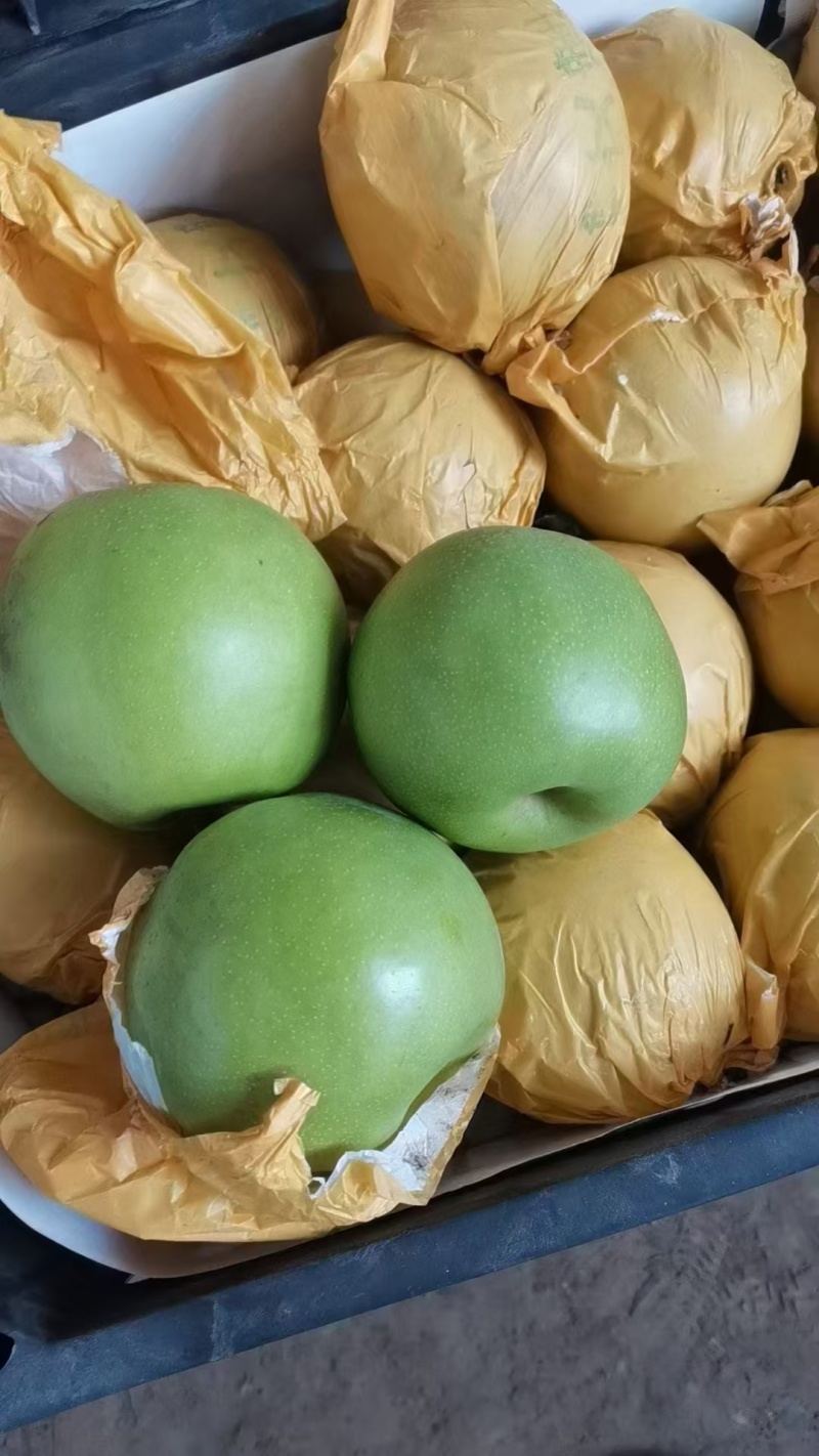 酥脆一号梨砀山早熟酥脆518青皮梨商超电商供货代发