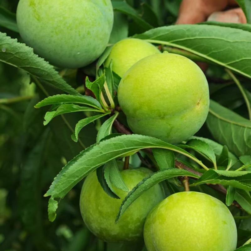 精品大果蜂糖李