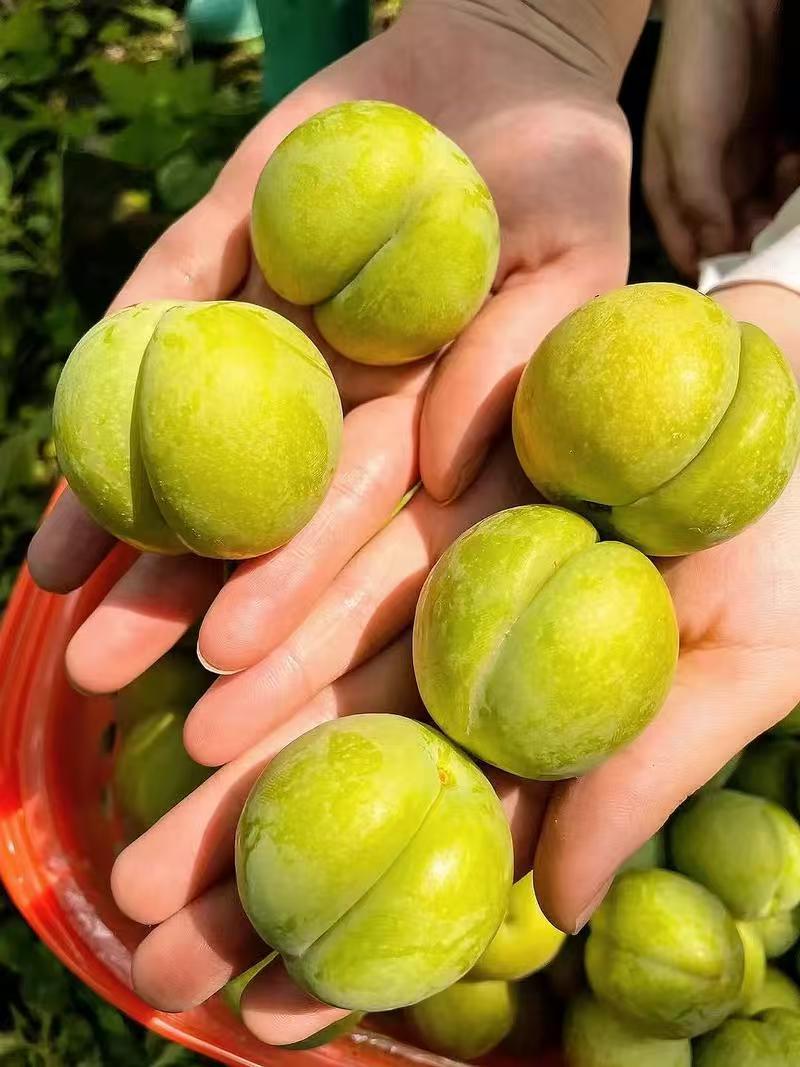 精品大果蜂糖李