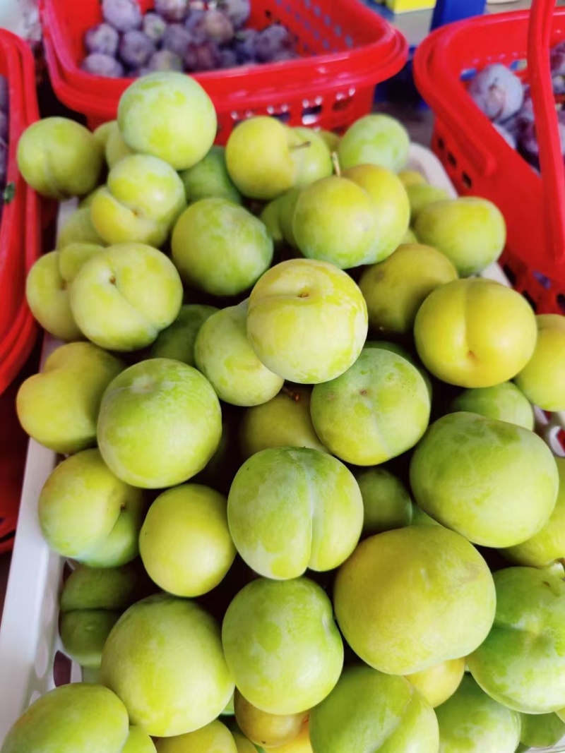 精品大果蜂糖李