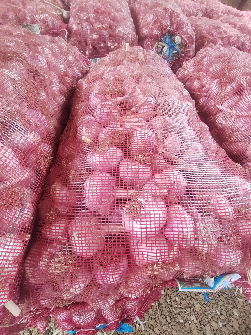 河北紫皮大蒜头大青稞