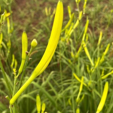渠县黄花