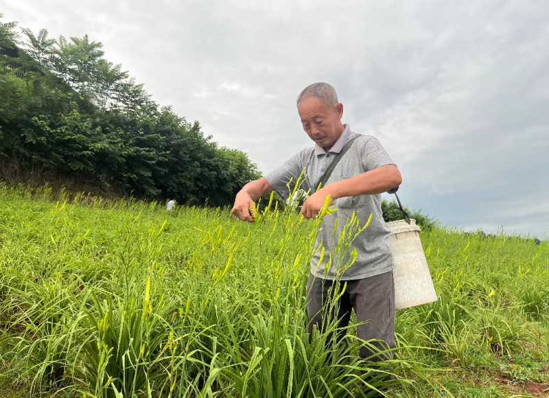 渠县黄花