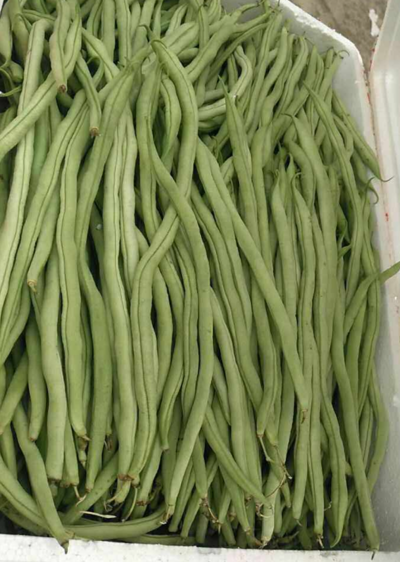 四季豆小金豆无筋豆扁豆产地直供价格优惠市场电商一件代发