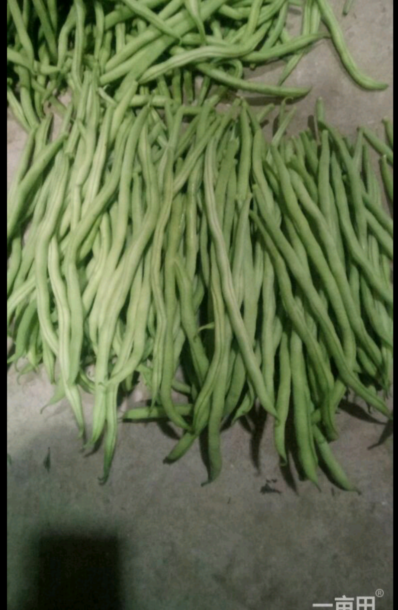 四季豆小金豆无筋豆扁豆产地直供价格优惠市场电商一件代发