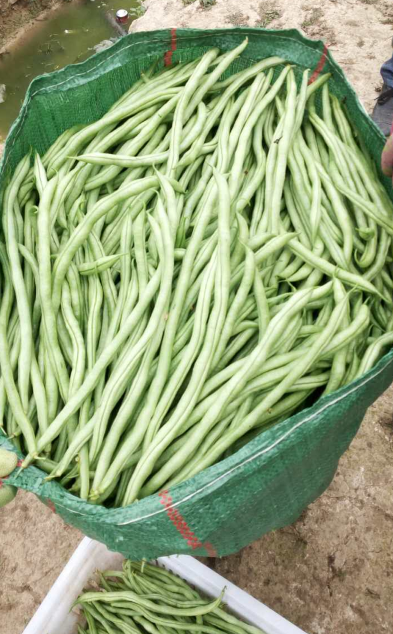 四季豆小金豆无筋豆扁豆产地直供价格优惠市场电商一件代发