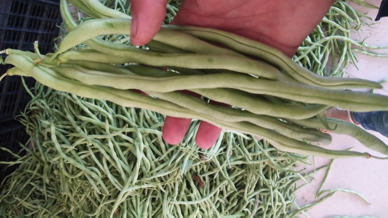 四季豆小金豆无筋豆扁豆产地直供价格优惠市场电商一件代发