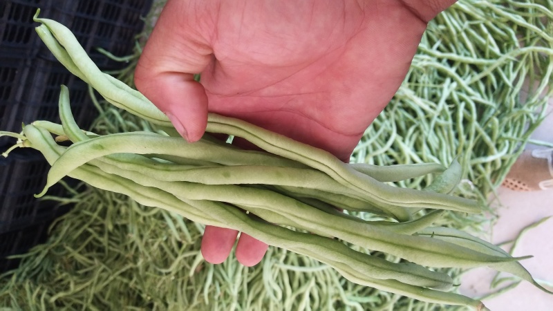 四季豆小金豆无筋豆扁豆产地直供价格优惠市场电商一件代发