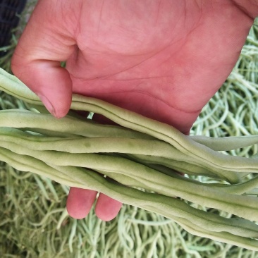 四季豆小金豆无筋豆扁豆产地直供价格优惠市场电商一件代发