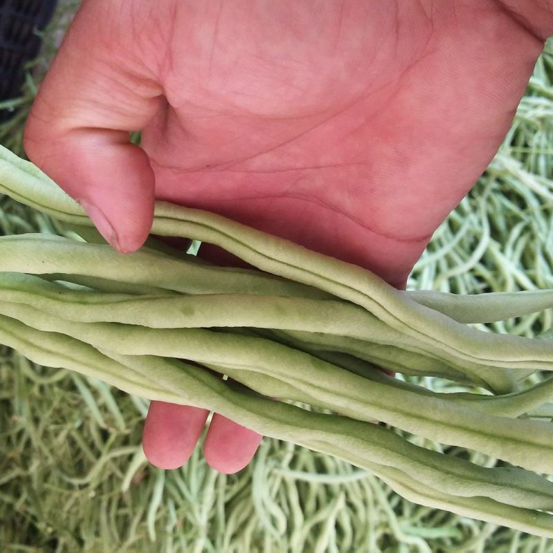 四季豆小金豆无筋豆扁豆产地直供价格优惠市场电商一件代发