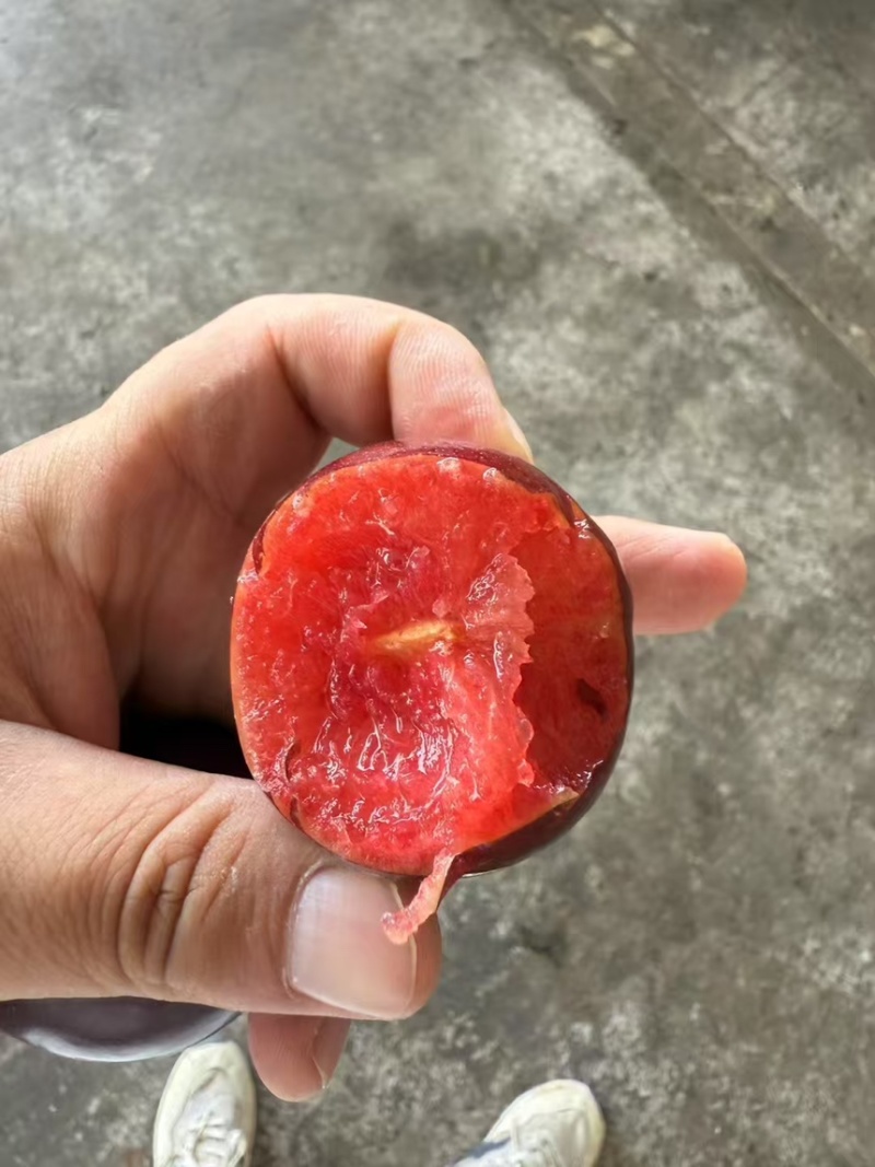 推荐澳洲红肉李子糖度高果子大可对接电商市场商超
