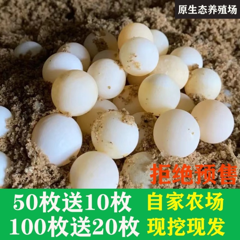 新鲜使用绿色甲鱼蛋，使用生态鳖蛋王八蛋支持全国发货