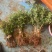 精品金银花苗货源充足质量保证量大从优质量保证欢迎咨询