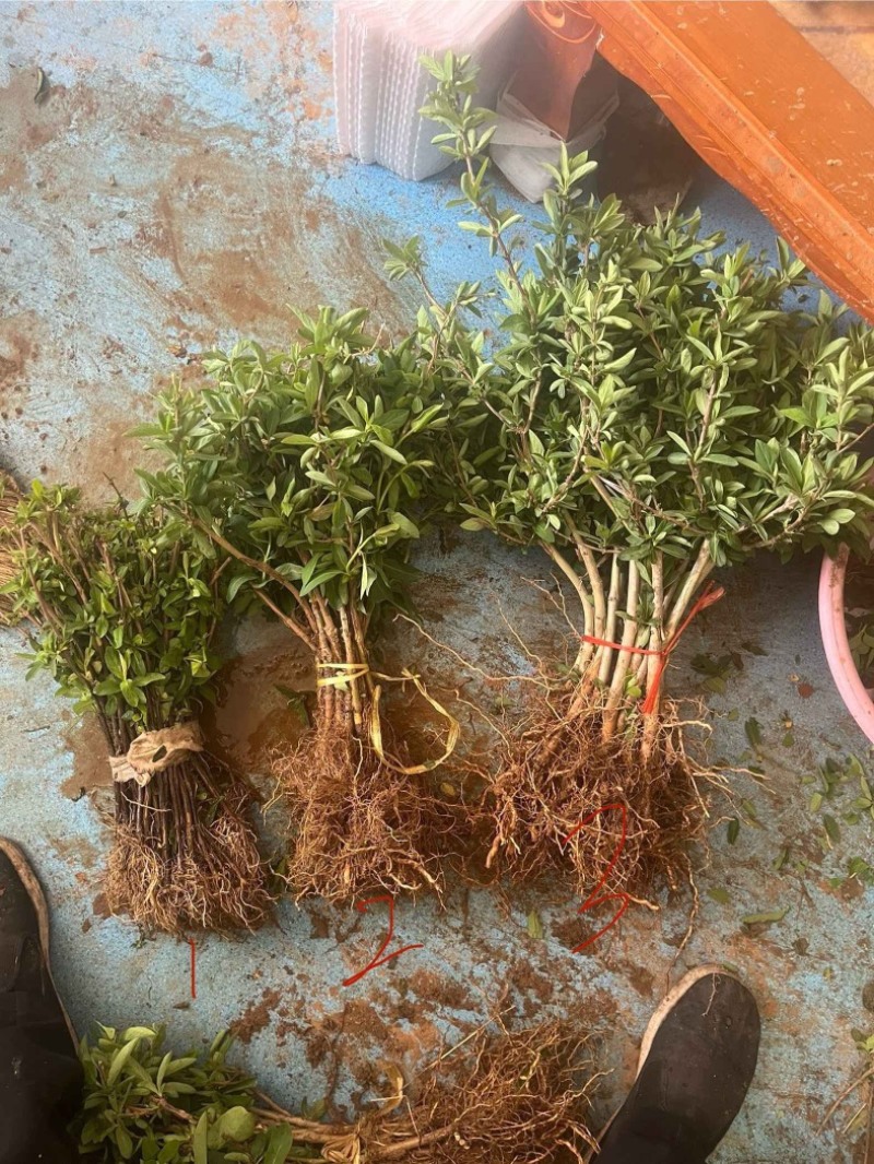 精品金银花苗货源充足质量保证量大从优质量保证欢迎咨询
