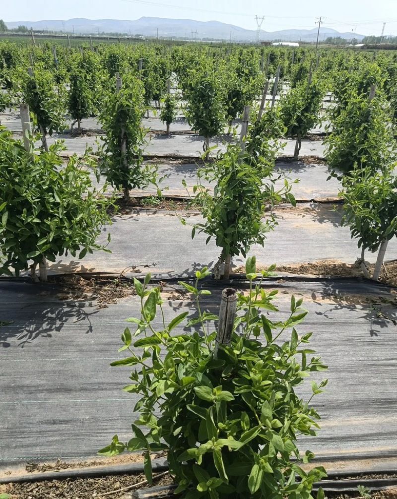 精品金银花苗货源充足质量保证量大从优质量保证欢迎咨询