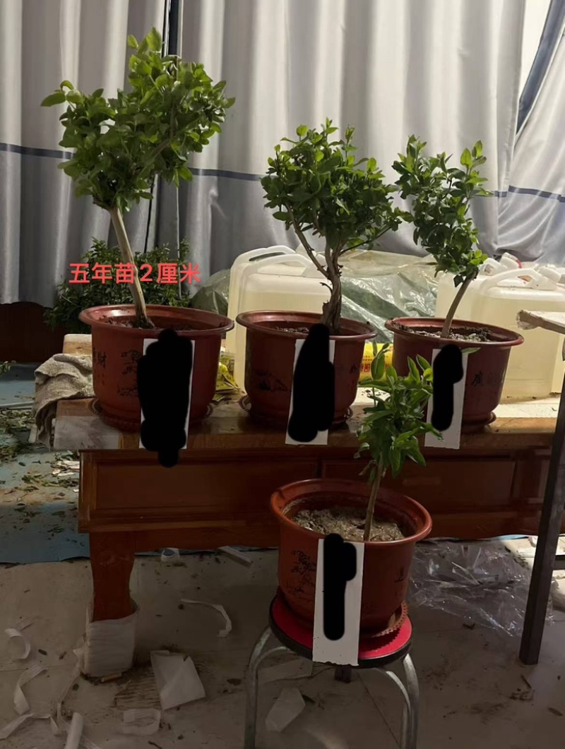 精品金银花苗货源充足质量保证量大从优质量保证欢迎咨询