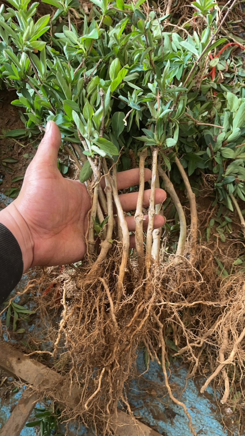 精品金银花苗货源充足质量保证量大从优质量保证欢迎咨询