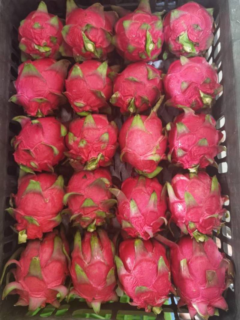 海南乐东红心火龙果，新鲜直采，甜蜜多汁，健康之选，果香四溢，