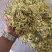 北花一号金银花