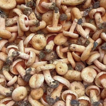 野生松树菌