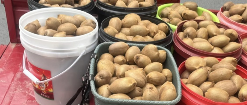 湖南湘西猕猴桃，米良一号大量供应，新鲜采摘量大