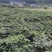 湖南湘西猕猴桃，米良一号大量供应，新鲜采摘量大