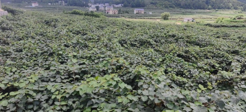 湖南湘西猕猴桃，米良一号大量供应，新鲜采摘量大