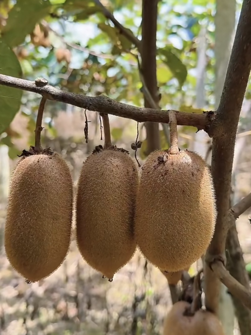 湖南湘西猕猴桃，米良一号大量供应，新鲜采摘量大