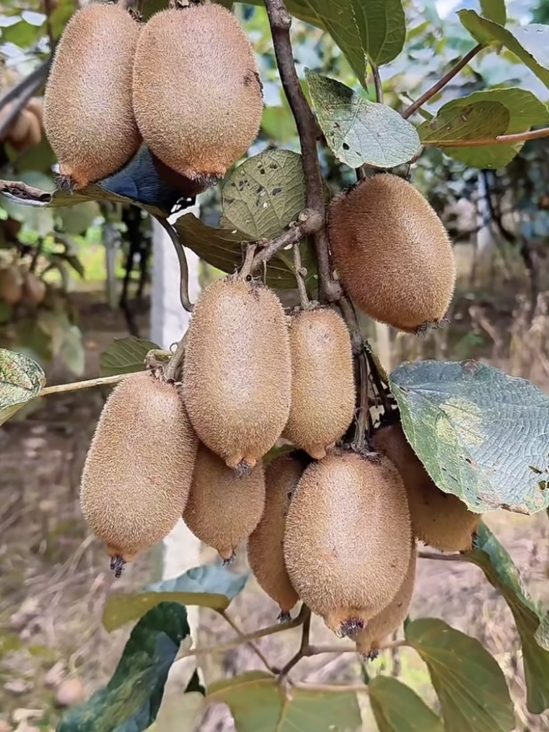 湖南湘西猕猴桃，米良一号大量供应，新鲜采摘量大