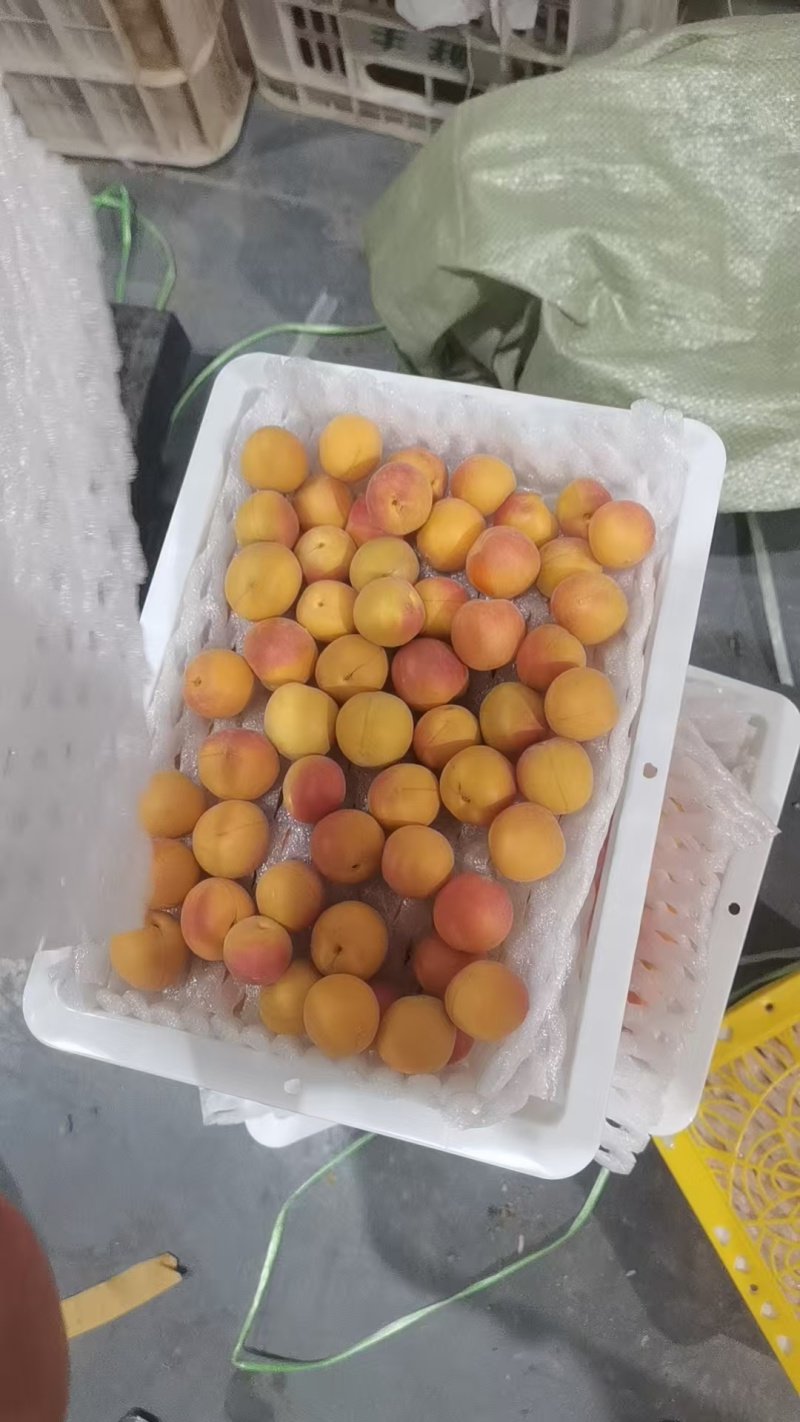【推荐】精品新疆小红杏/吊干杏货源充足产地直发欢迎咨询