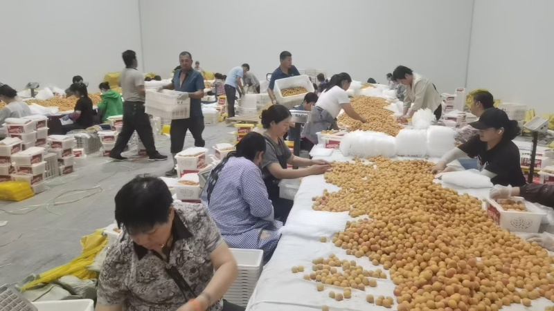 【推荐】精品新疆小红杏/吊干杏货源充足产地直发欢迎咨询