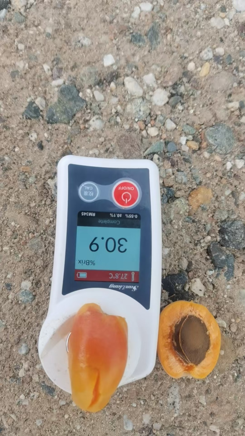 【推荐】精品新疆小红杏/吊干杏货源充足产地直发欢迎咨询