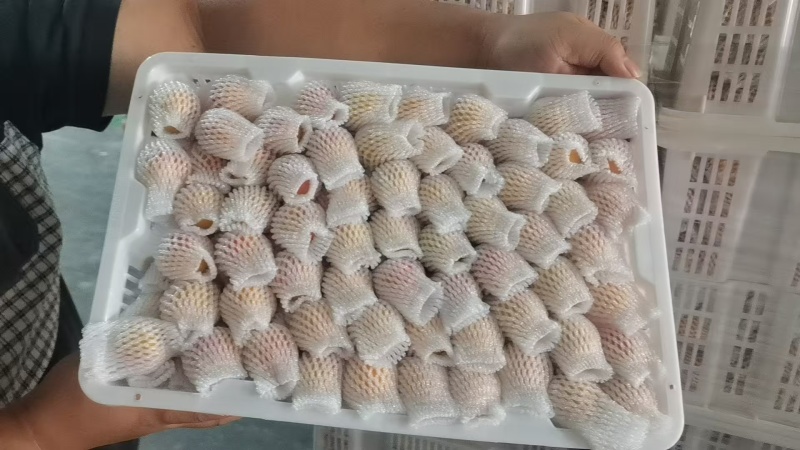 【推荐】精品新疆小红杏/吊干杏货源充足产地直发欢迎咨询
