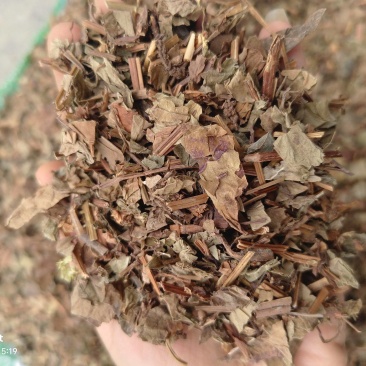鱼腥草，野生鱼腥草，产地一手货源大货批发【丹丹中药】