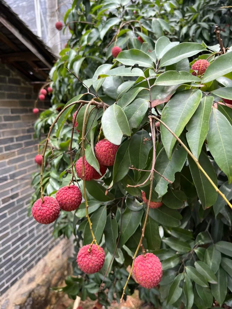 香荔，灵山独有的品种，清甜脆爽，5块一斤，两广地区10斤