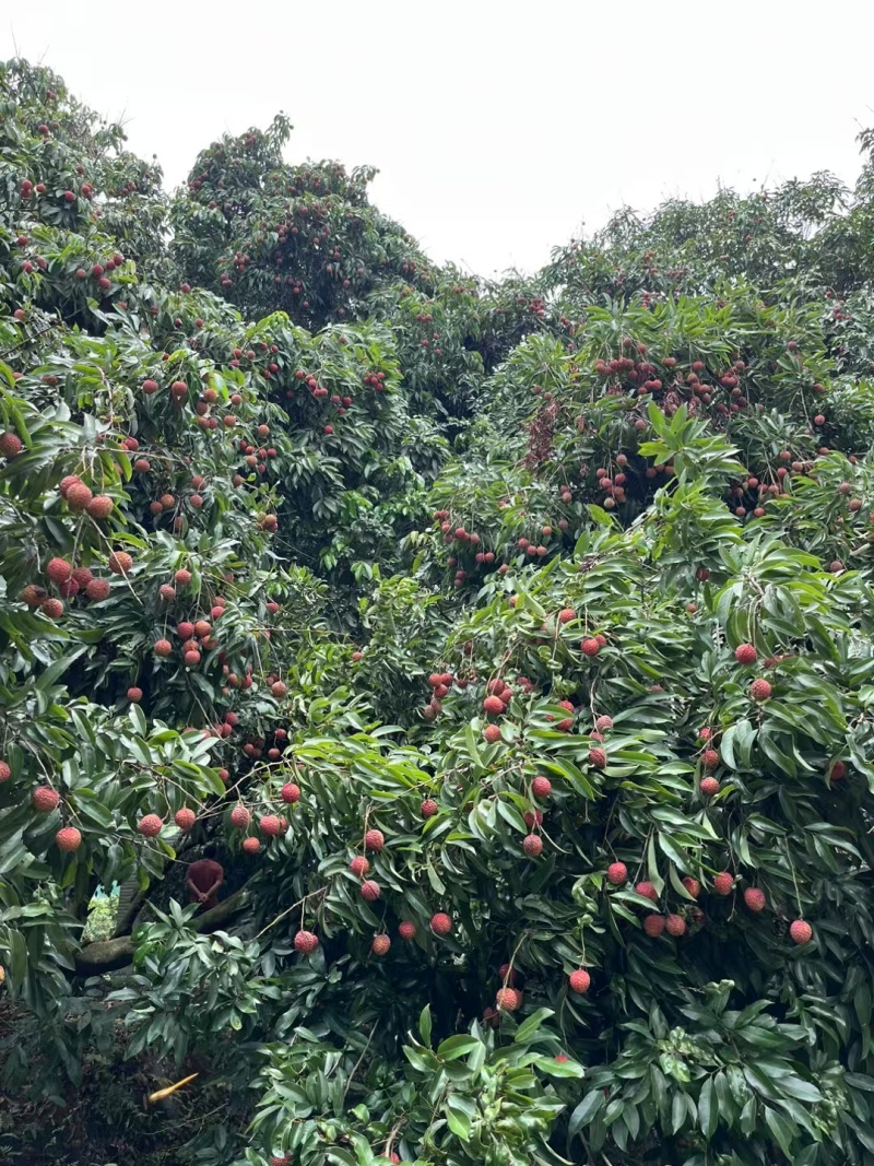 香荔，灵山独有的品种，清甜脆爽，5块一斤，两广地区10斤