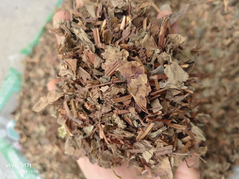 鱼腥草，野生鱼腥草，产地一手货源大货批发【丹丹中药】