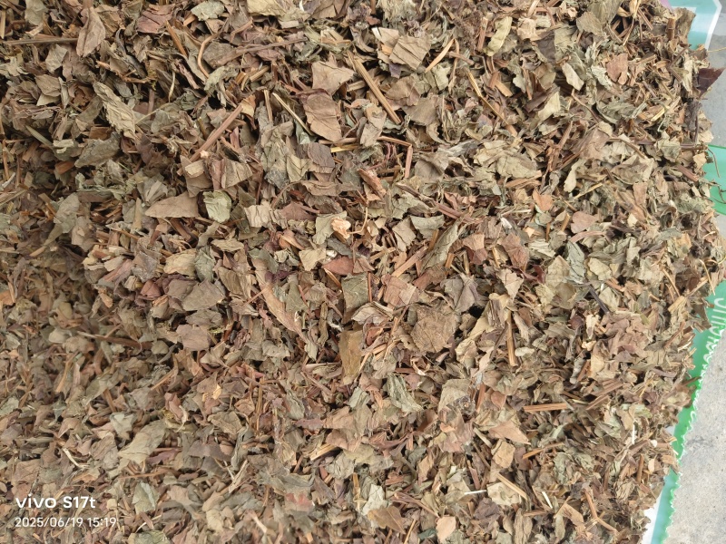 鱼腥草，野生鱼腥草，产地一手货源大货批发【丹丹中药】