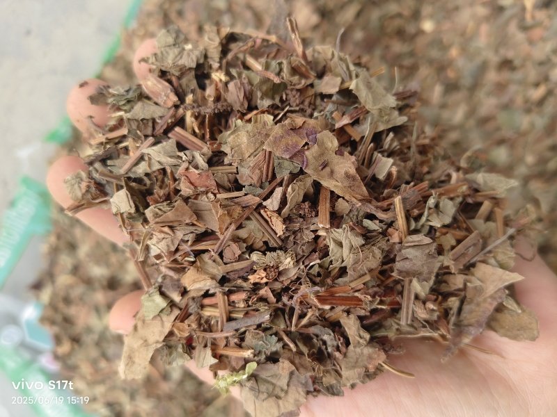 鱼腥草，野生鱼腥草，产地一手货源大货批发【丹丹中药】