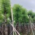香樟