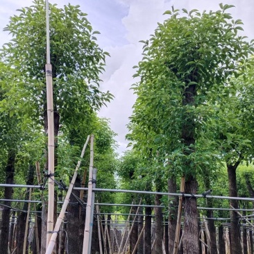 香樟