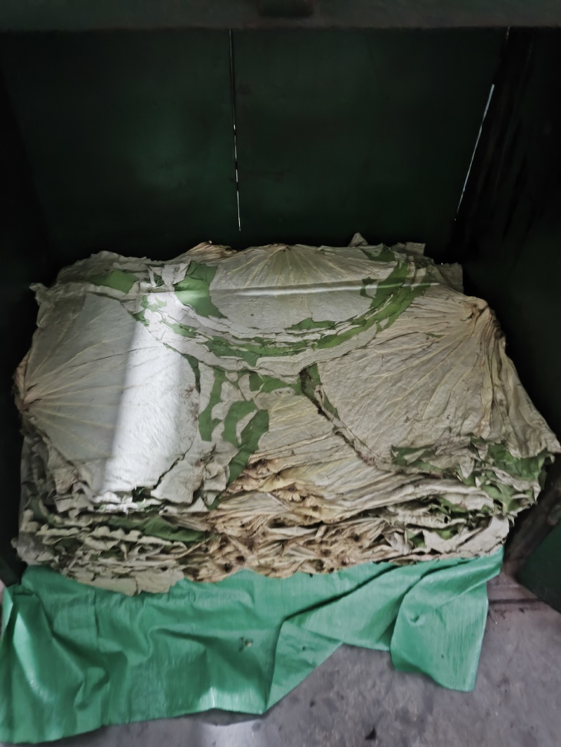 新整张干荷叶莲叶叫花鸡荷叶鸡糯米鸡荷叶粥干荷叶家用包