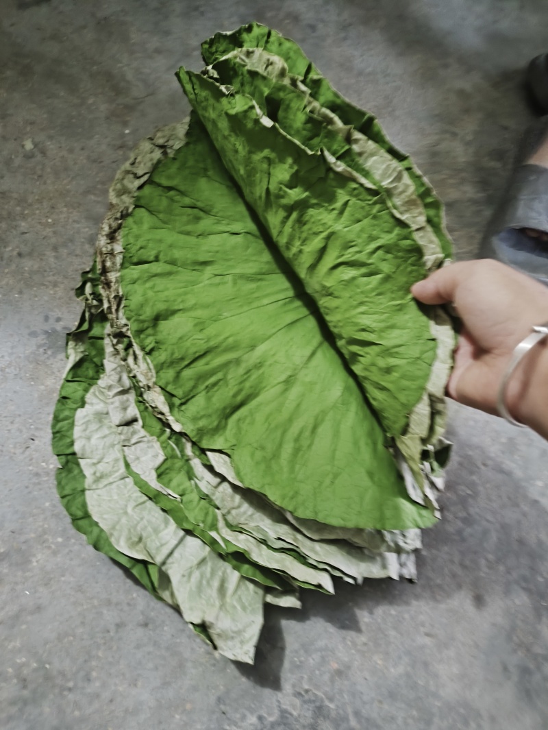 新整张干荷叶莲叶叫花鸡荷叶鸡糯米鸡荷叶粥干荷叶家用包