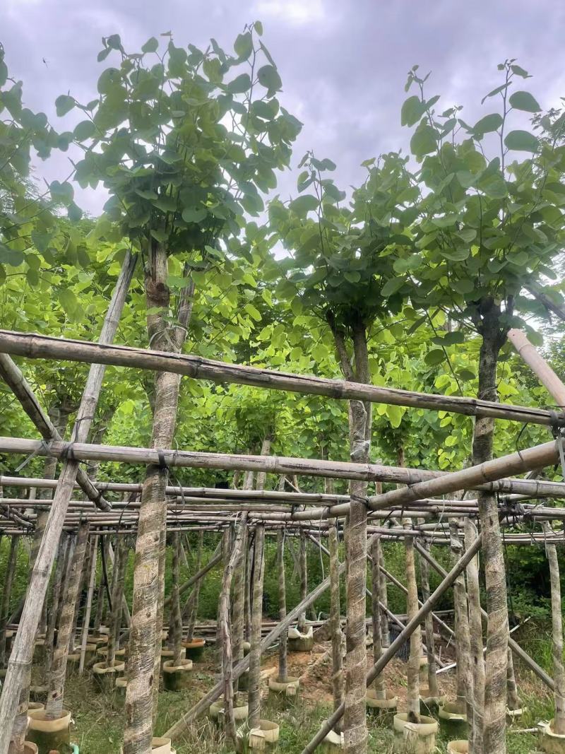 宫粉紫荆