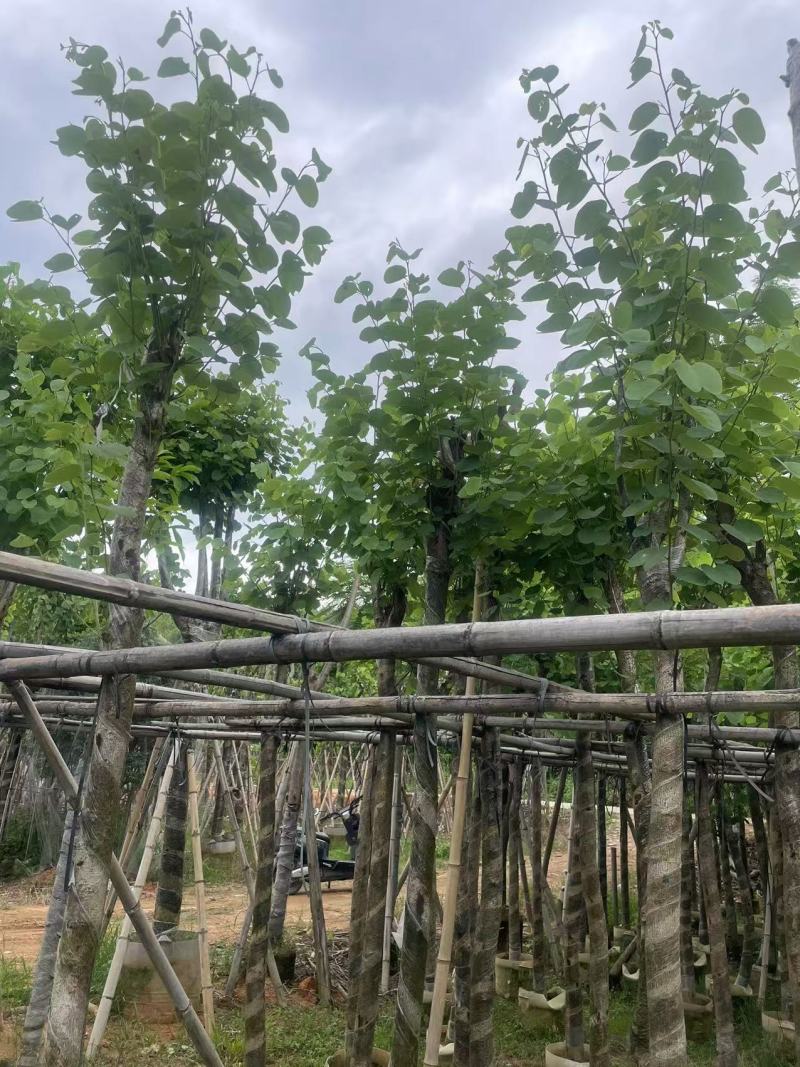 宫粉紫荆