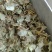 《金钱草》广金钱草大金钱草,金钱草选好药就选聚源中药