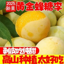 【精选】四川黄金李产地直发量大从优可对接各大商超市场电商